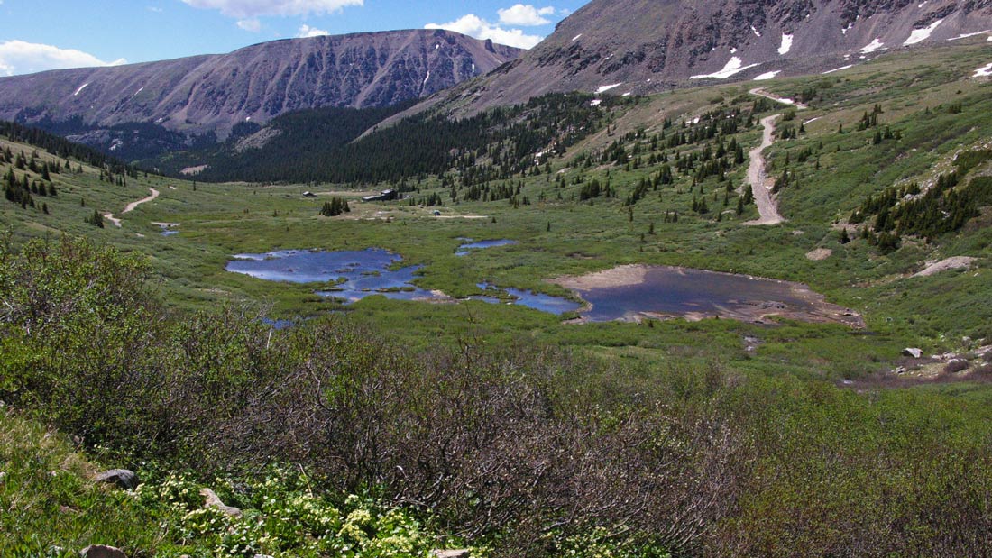 Subalpine Willow Carrs - Colorado Native Plant Society