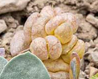 Physaria acutifolia in fruit