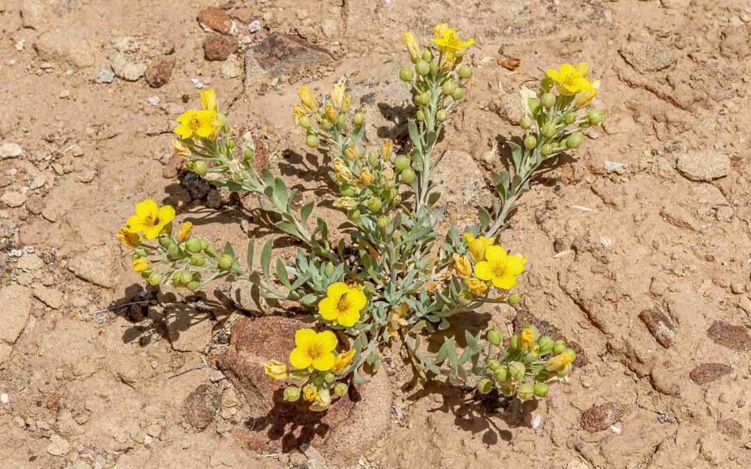 Feneler’s Bladderpod (Physaria fendleri)