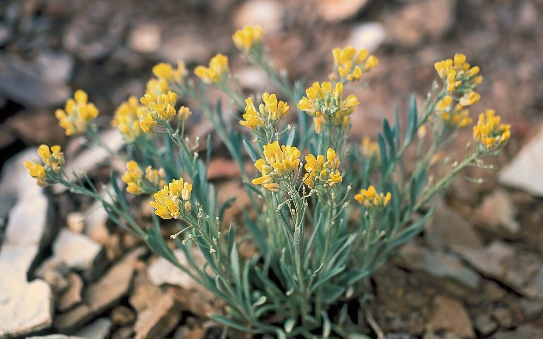 Piceance Twinpod (Physaria obcordata)