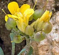 Physaria ovalifolia in fruit