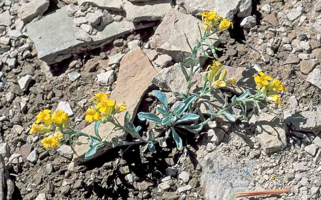 Piceance Bladderpod (Physaria parviflora)