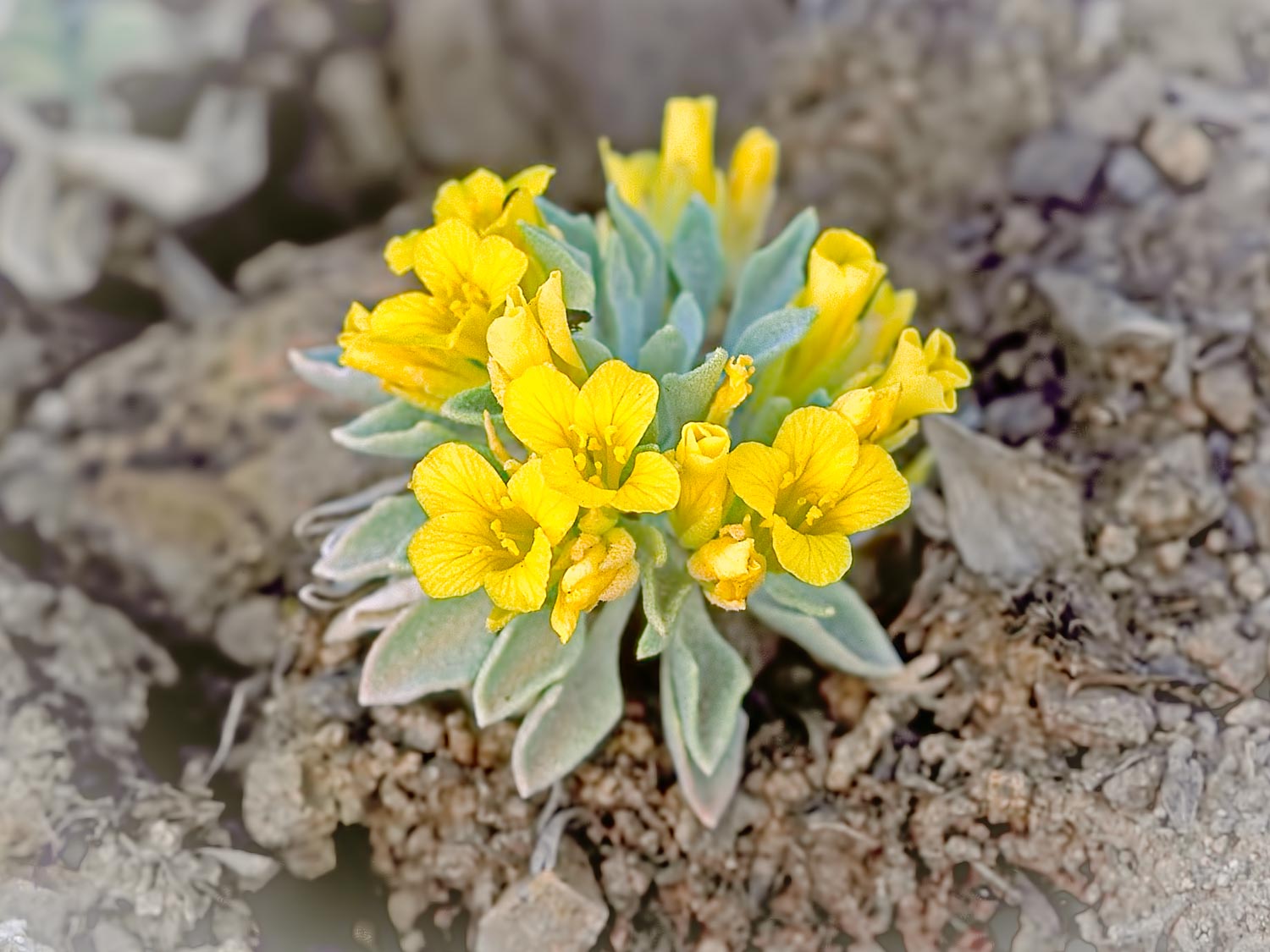 physaria-genus-photo-gallery-colorado-native-plant-society