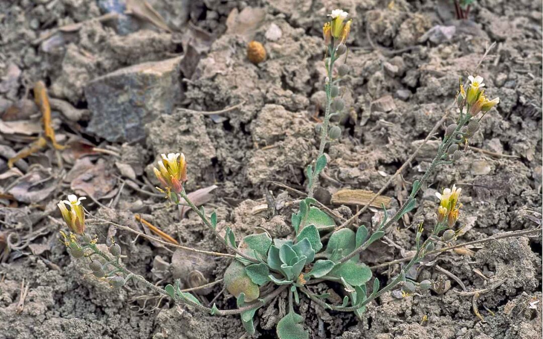 Uncompagre Bladderpod (Physaria vicina)