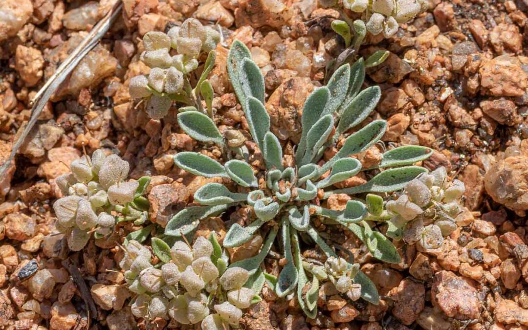 Fiddleleaf Bladderpod (Physaria vitulifera)