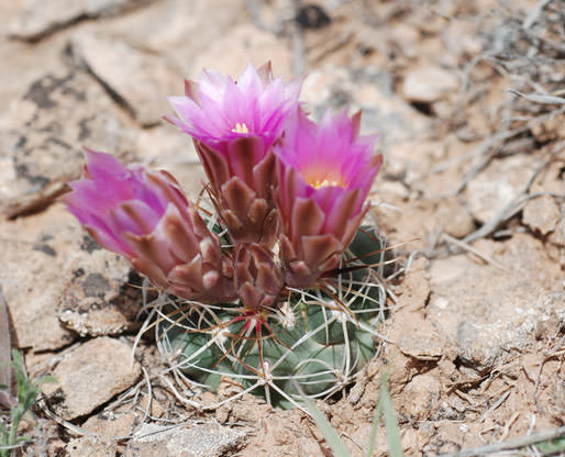 Sclerocactus glaucus Lauri-Bremmer