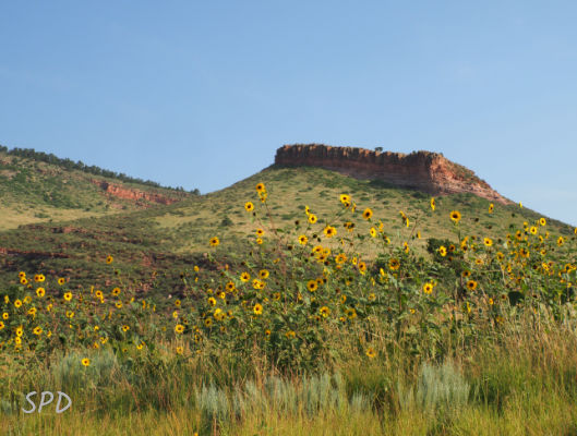 Native meadow