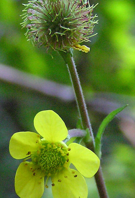 Yellow Avens (Geum aleppicum)