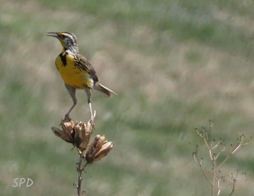 Liatris. and meadowlark