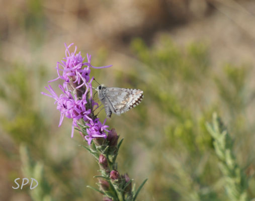 checked skipper on liatris