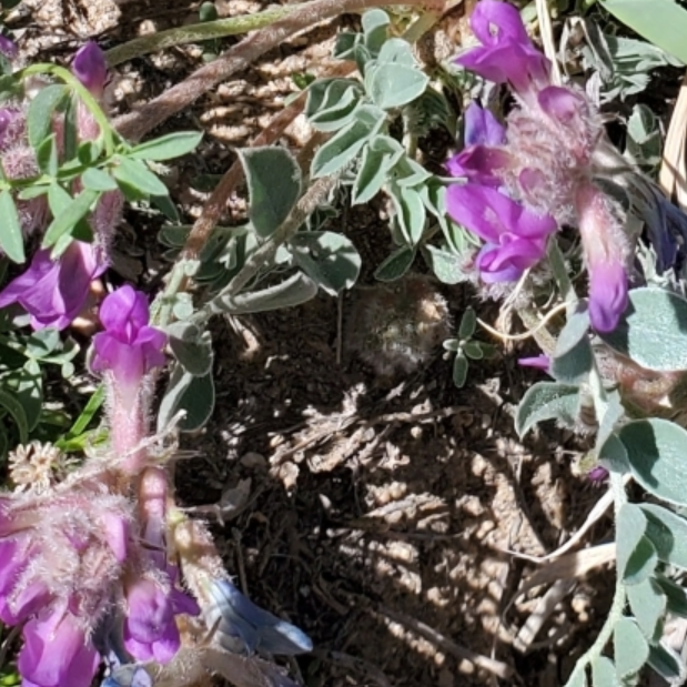 Early Purple Milkvetch (Astragalus shortianus)