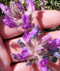Early Purple Milkvetch (Astragalus shortianus)