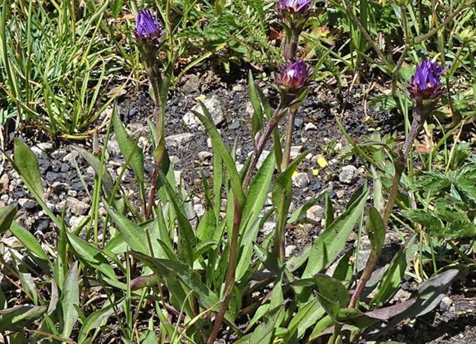 Alpine Leafy Aster (Symphyotrichum foliaceum var apricum)