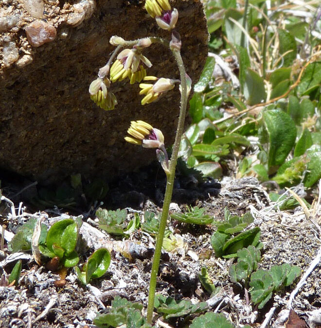 Alpine Meadowrue (Thalictrum alpinum)