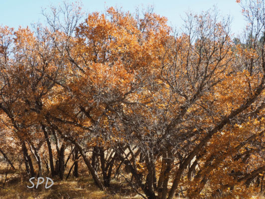 grove of Gambels oak