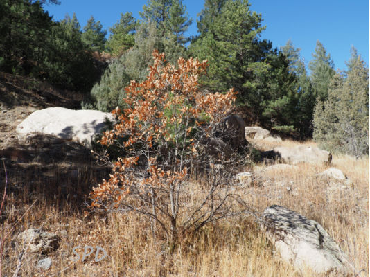 Gambel oak, single stem