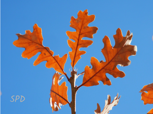 Gambel oak