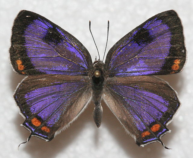 Colorado hairstreak butterfly