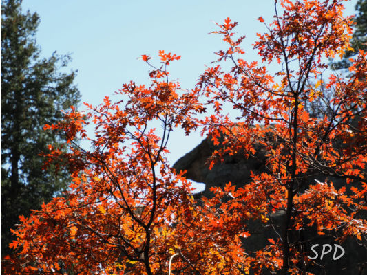 Gambel oak in fall