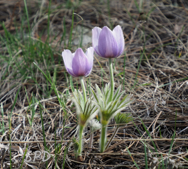 Pasqueflower duo