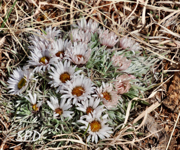 Townsend’s Easter daisy