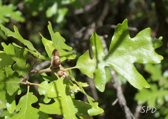 gambel oak acorns