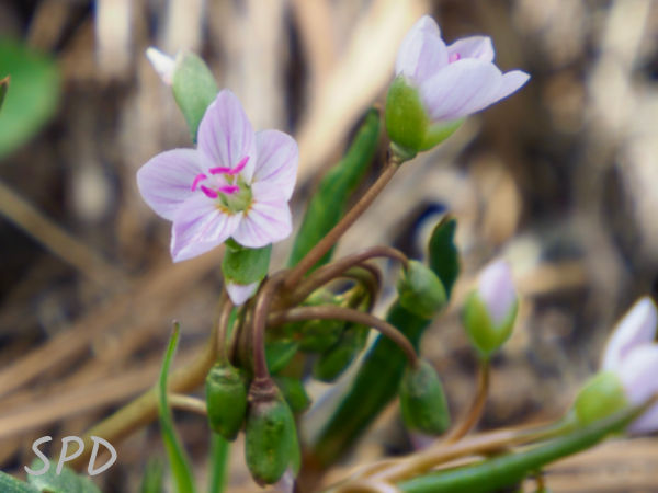 Claytonia rosea