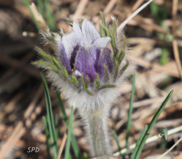 pasqueflower