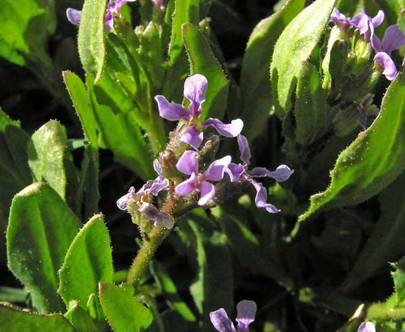 Purple Mustare (Chorispora tenella)