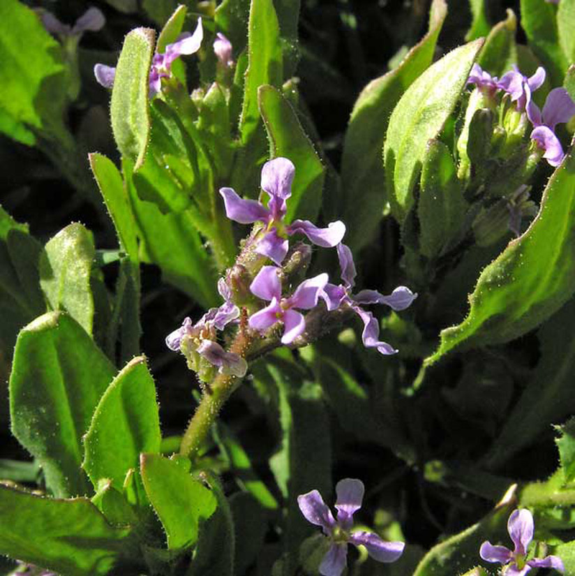 a close-up photo of purple mustard flowers