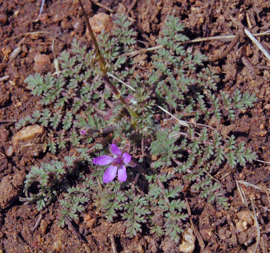 a photo of a filaria plant with one purple blossom