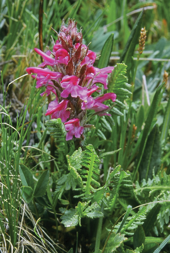 a photo of a sudetic lousewort in full bloom