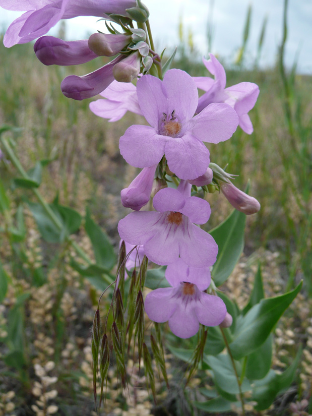 a photo of a sidebells penstemon plant in bloom