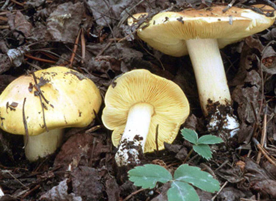 Man-on-Horseback mushroom (Tricholoma flavovirens)