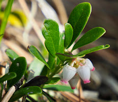 Bearberry