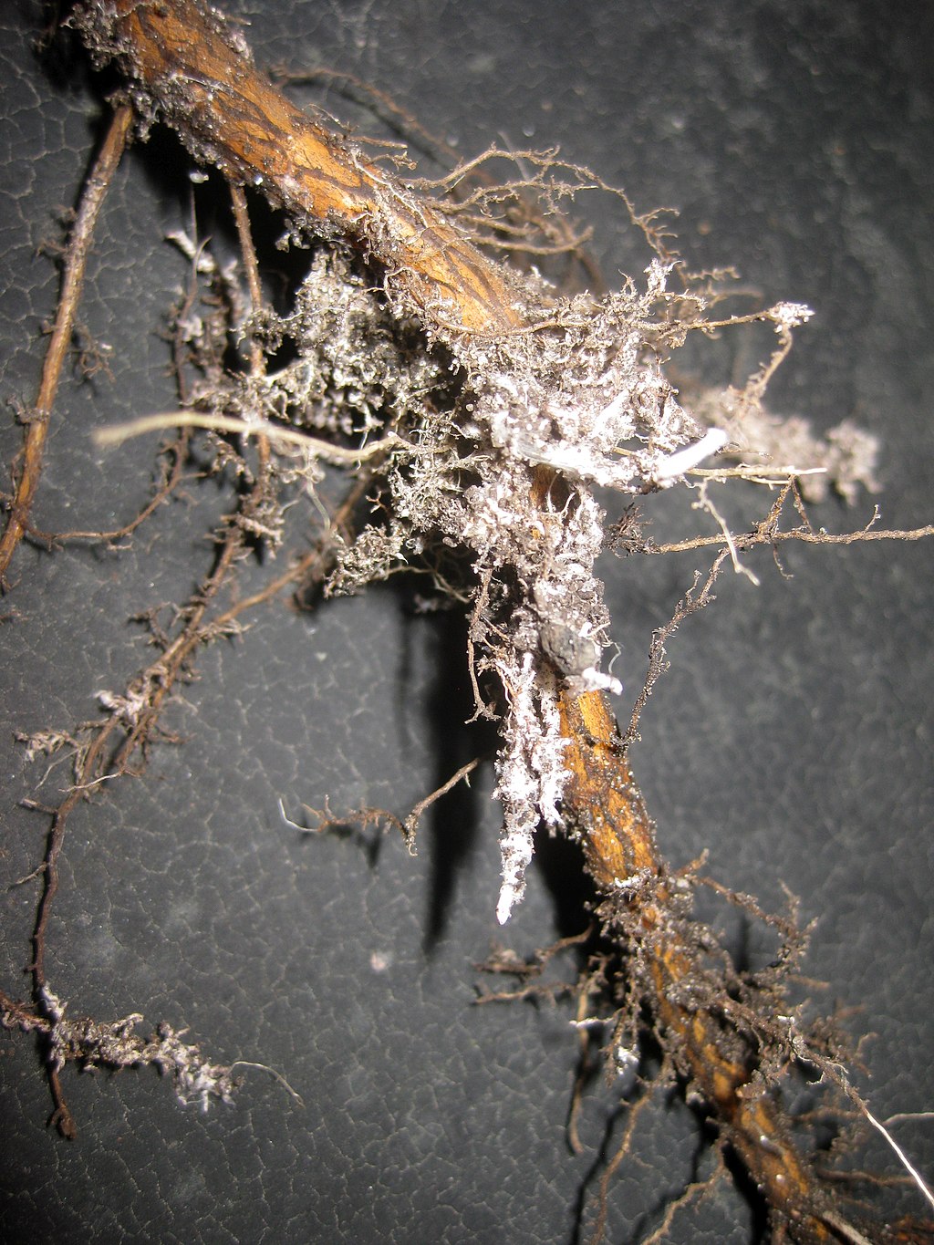 mycorrhizae