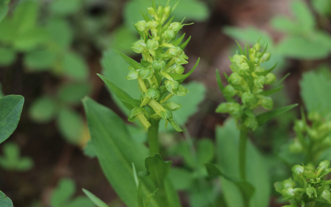 Long Bracted Frog Orchid) Coeloglossum viride)