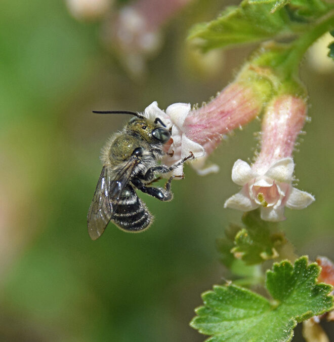 Waxcurrant and native bee