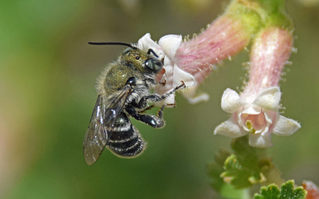 Waxcurrant and native bee