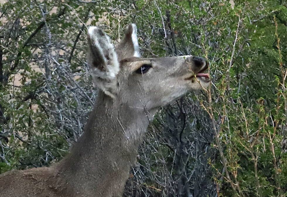 English currant and deer