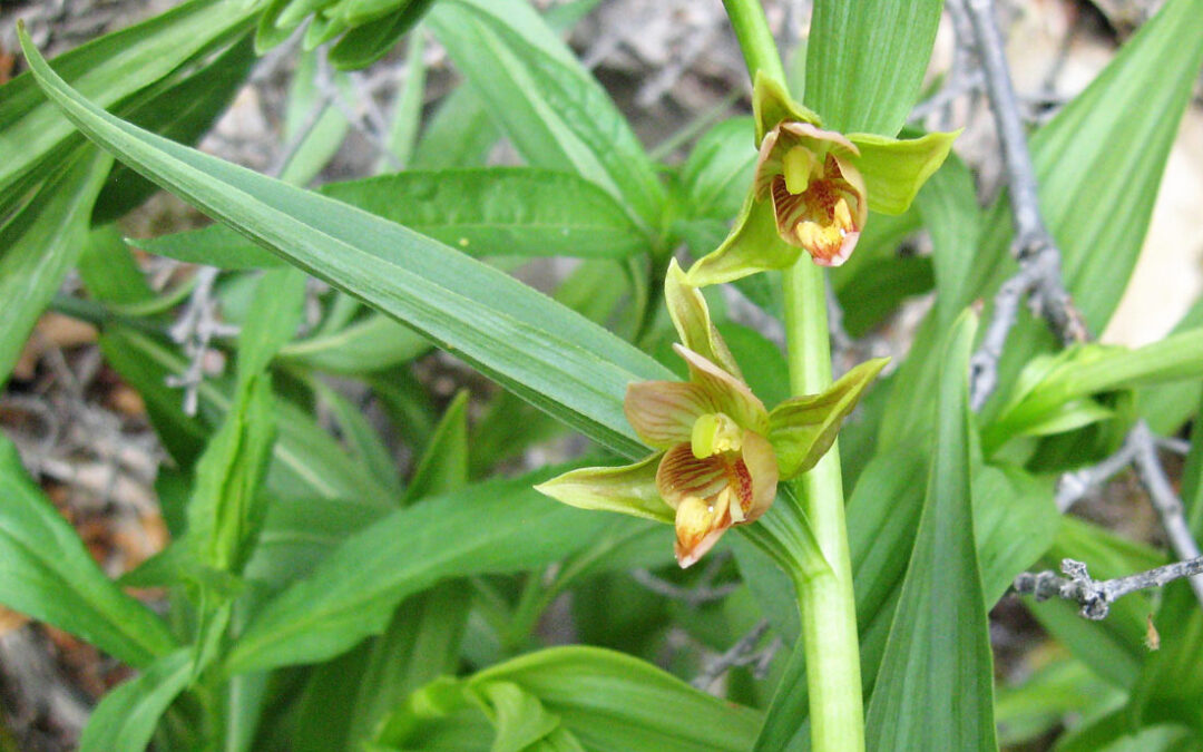 Giant Helleborine (Epipactus gigantea)