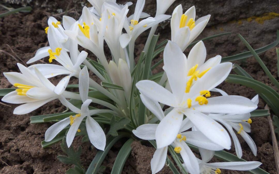 Common Sand Lily (Leucocrinum montanum)