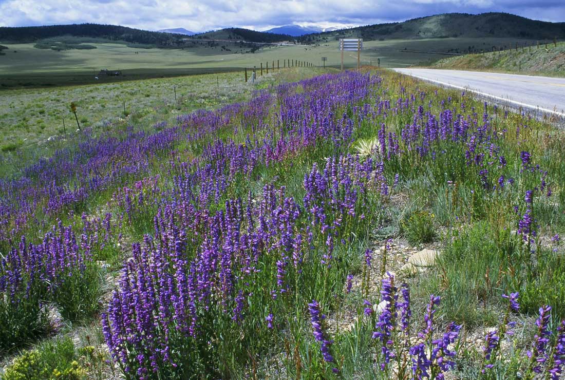 photo of a mass of Rocky Mountain penstemon along a highway