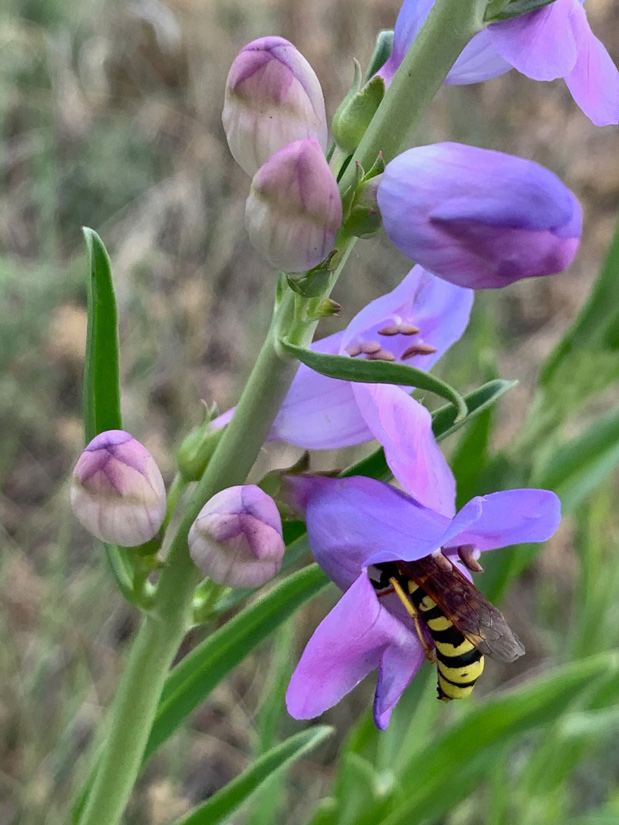 Photo of a oneside penstemon flower with a pollen wasp