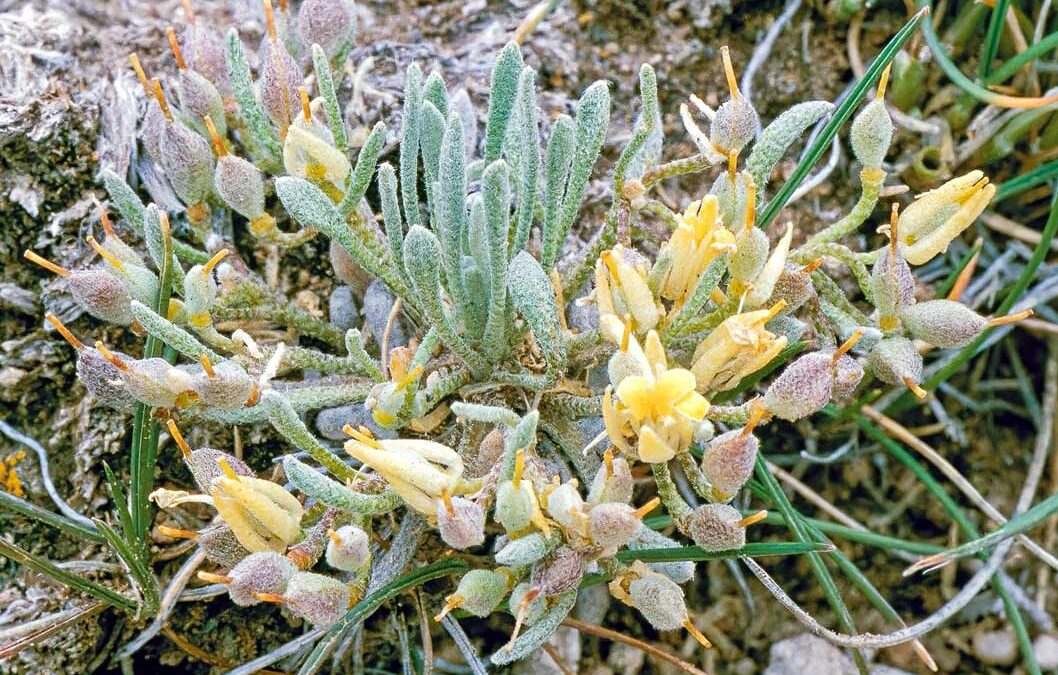 Nelson’s Physaria (Physaria nelsonii)