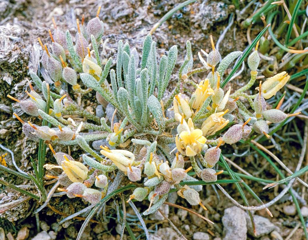 a photograph of Nelson's Physaria