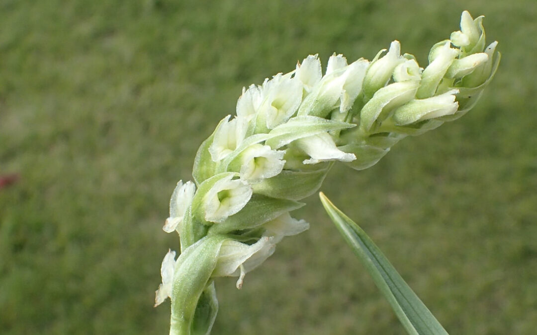 Hooded Lady’s Tresses (Spiranthes romanzoffiana)