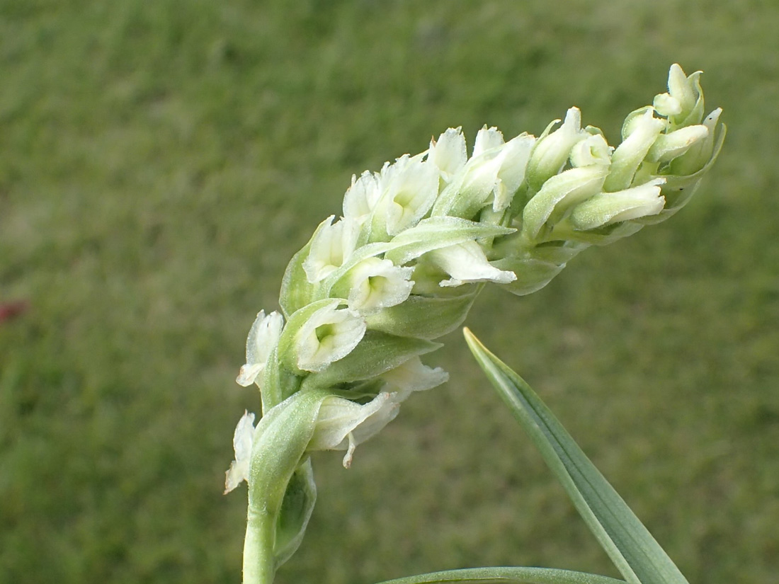 a photo of a spike of white hooded lady's tresses