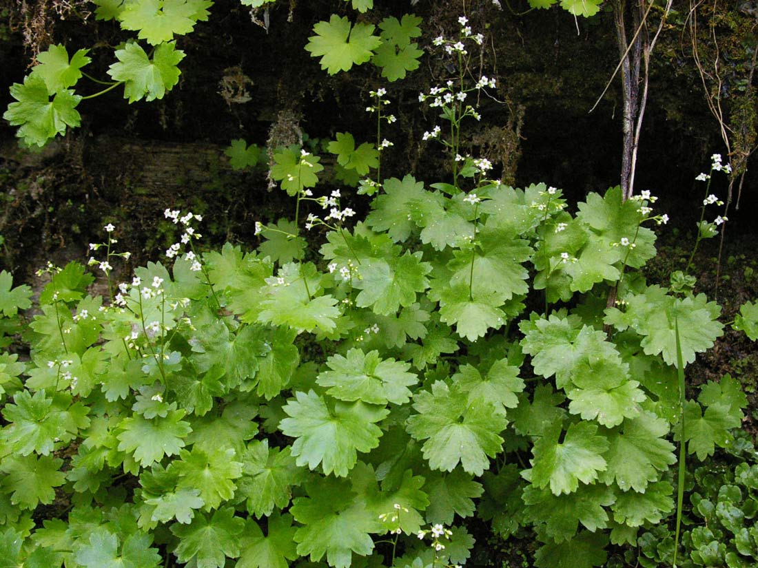 a photo of a mass of hanging gardens coolwort flowers