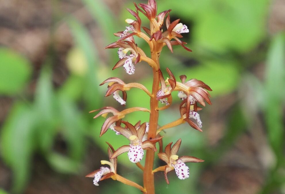 spotted coralroot2